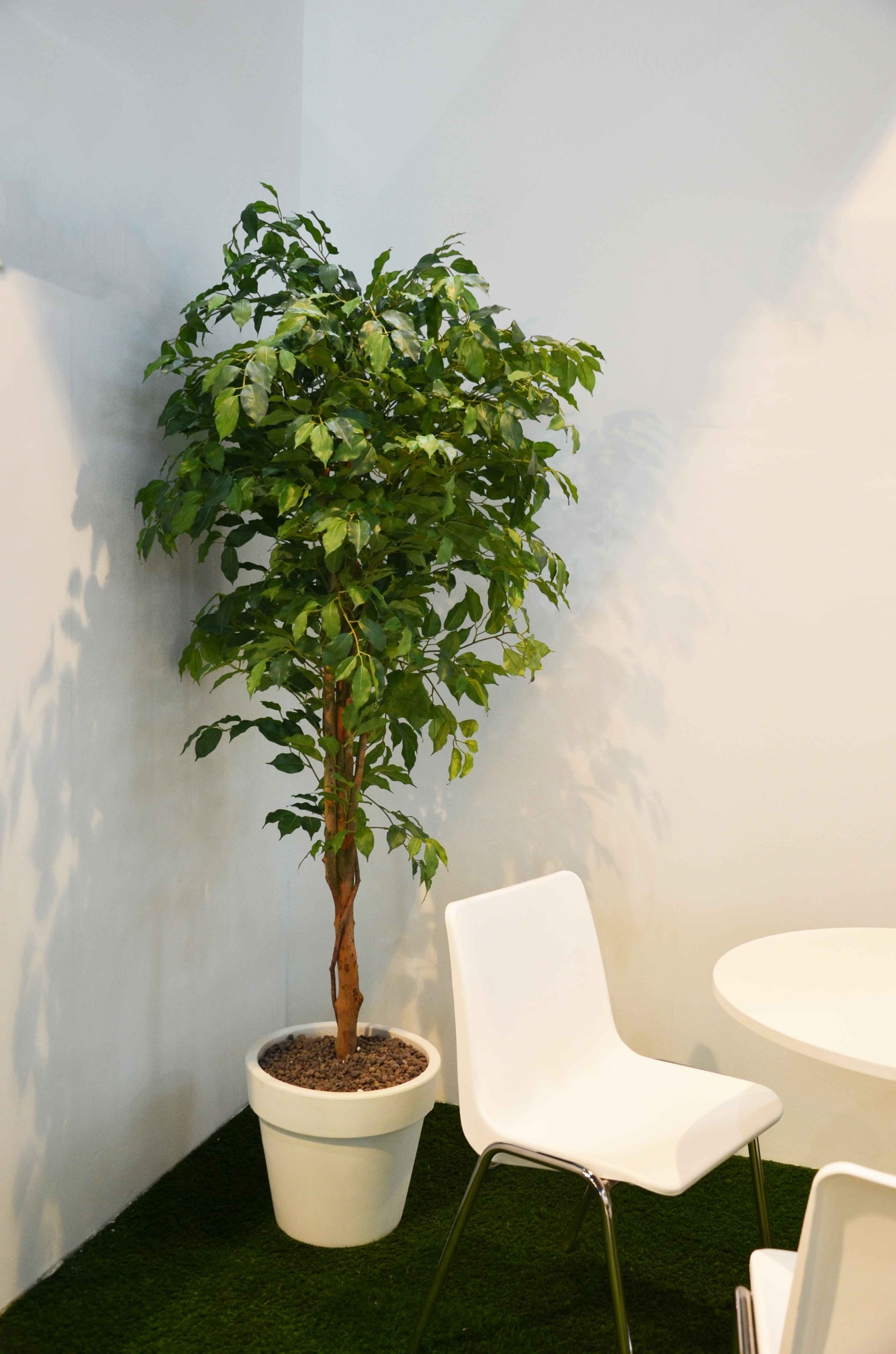 Ficus: Pianta da Interno Verde per Purificare Aria - Officina